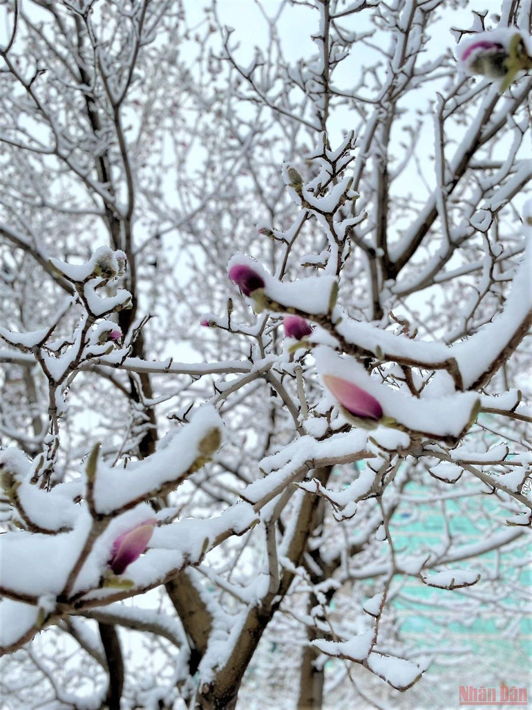 Đẹp nao lòng tuyết cuối mùa ở Bắc Kinh -0