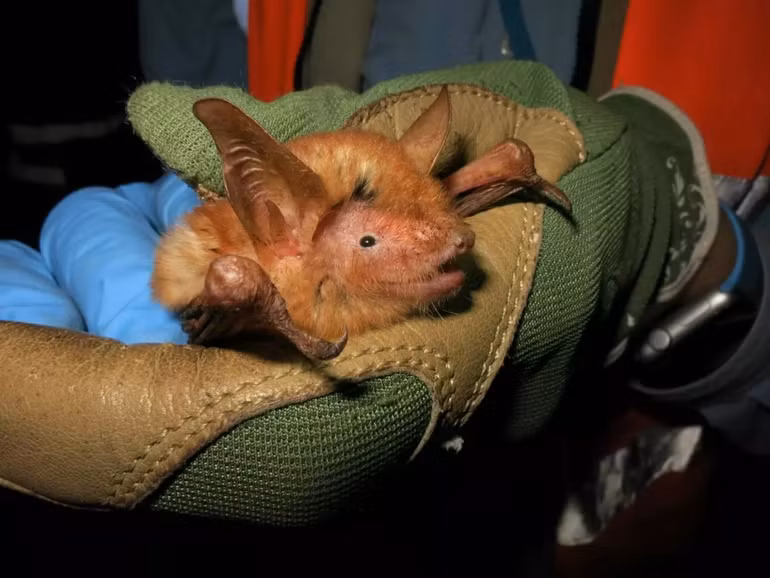 Phát hiện loài dơi màu cam bí ẩn ở Tây Phi -0