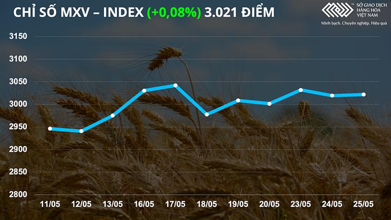 Giá bông bật tăng trở lại từ mức thấp nhất trong vòng 1 tháng -0