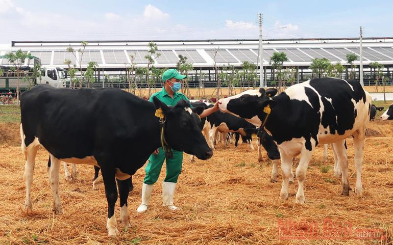 Hành trình công phu đón hơn 2.100 con bò sữa thuần chủng HF từ Mỹ -0