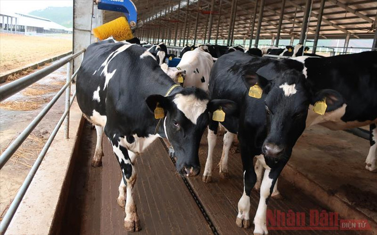 Hành trình công phu đón hơn 2.100 con bò sữa thuần chủng HF từ Mỹ -0