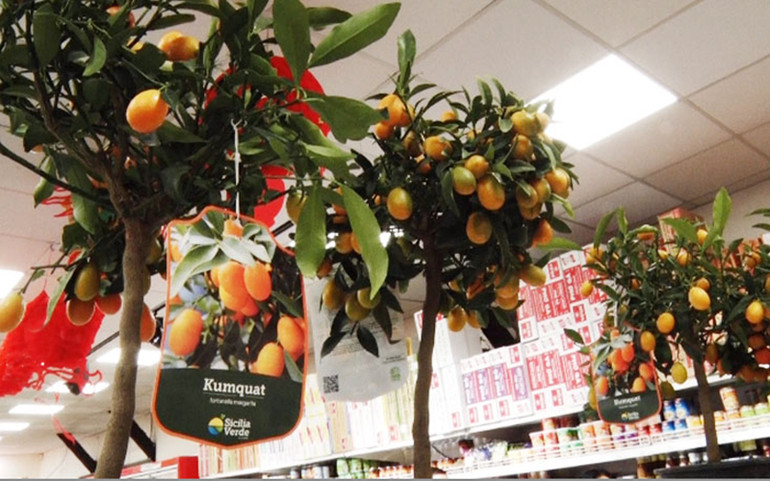 Đi chợ Tết Tân Sửu ở Paris -0