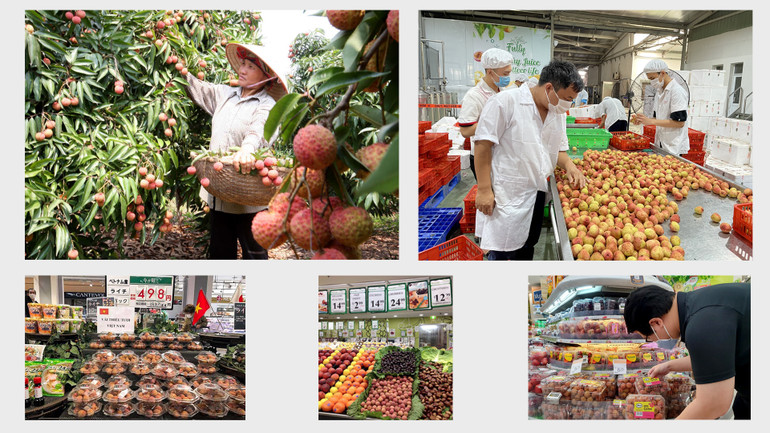 Bài 2: Vải thiều và câu chuyện xây dựng thương hiệu -0