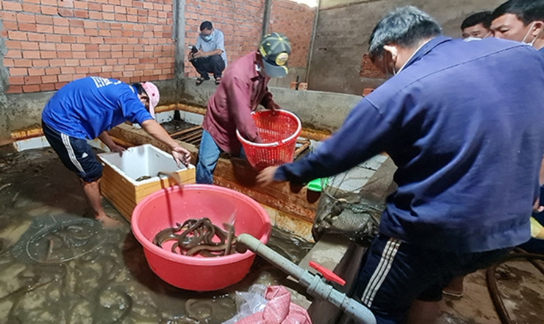 Triển vọng mô hình nuôi lươn không bùn xuất khẩu -0