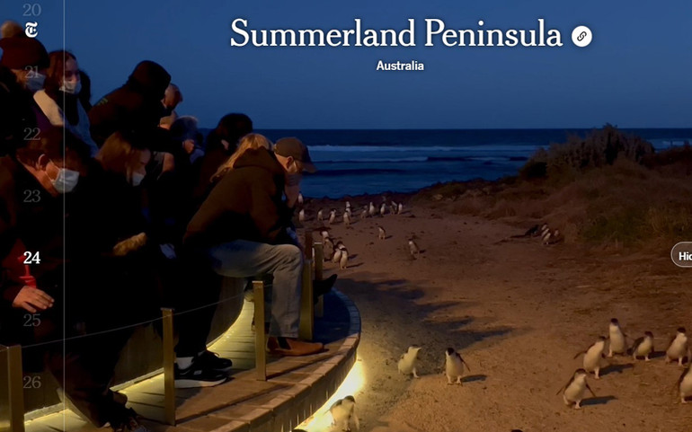 Đảo Summerland (Australia): Vương quốc của giống chim cánh cụt lớn nhất thế giới cho thấy việc đặt yếu tố môi trường lên hàng đầu có thể thành công thế nào. (Ảnh: chụp màn hình) The New York Times: Đồng bằng sông Hồng trong danh sách 52 điểm đến năm 2022 -0