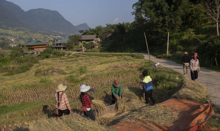 Mường Hoa mùa gặt -0