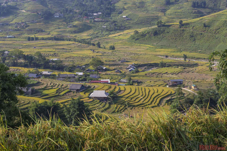 Mường Hoa mùa gặt -0