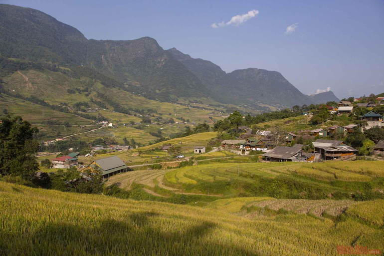 Mường Hoa mùa gặt -0