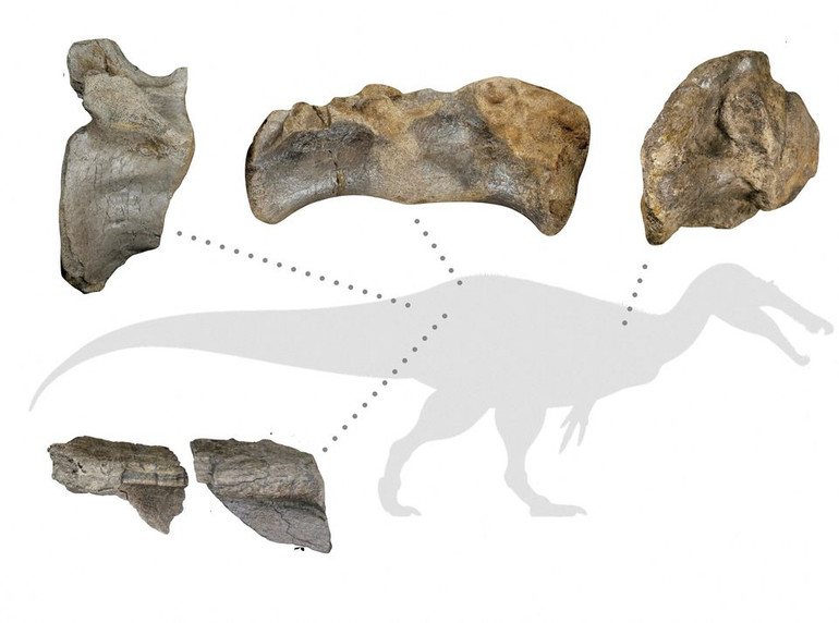 Sơ đồ di tích hóa thạch của một loài khủng long ăn thịt được mệnh danh là "White Rock spinosaurid", có niên đại khoảng 125 triệu năm trước trong kỷ Phấn trắng, được khai quật trên đảo Wight (Anh). (Ảnh: REUTERS). Phát hiện loài khủng long ăn thịt lớn nhất châu Âu -0