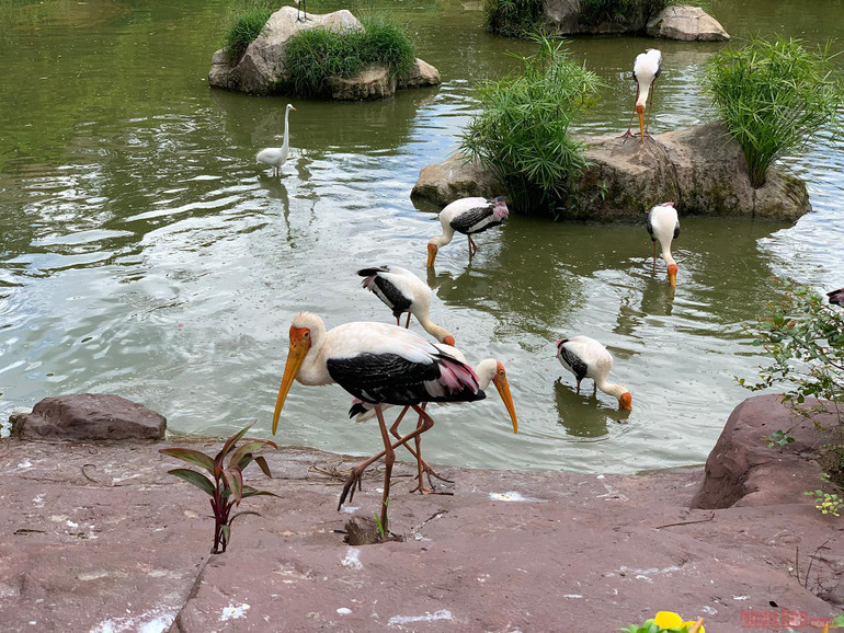 Trải nghiệm công viên động vật hoang dã Safari Phú Quốc -0