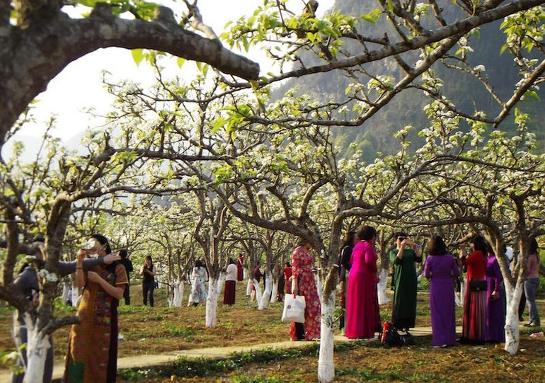 Lên Bắc Hà ngắm hoa lê trắng dịp 8-3 -0