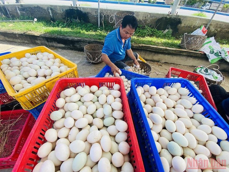 “Du mục” giữa lòng phố thị ảnh 9 Quảng Ngãi: “Du mục” giữa lòng phố -0