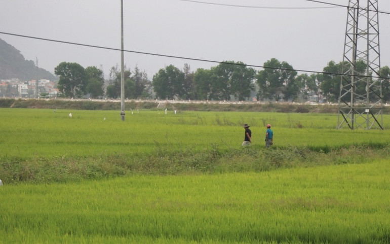 Khuyến cáo việc người dân chuyển nhượng đất lúa trái pháp luật -0