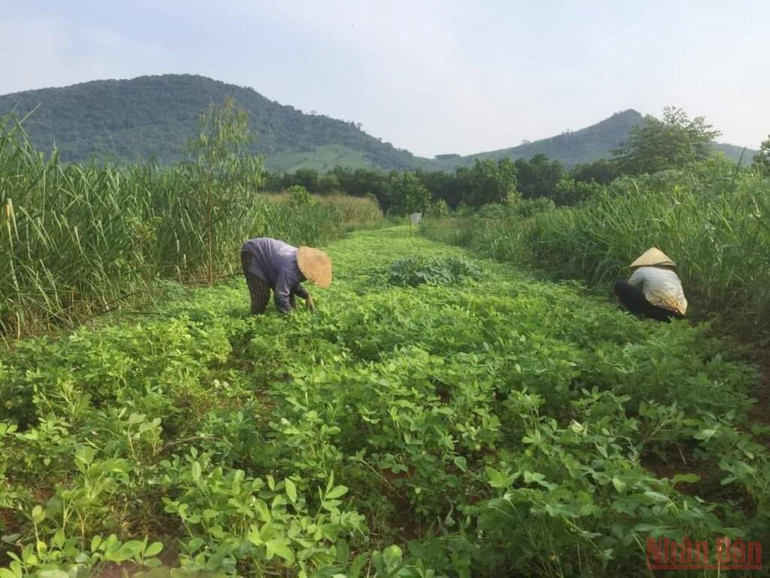 Sả được trồng hai bên, sau đó cắt lá phủ đất để trồng lạc. Thu hoạch xong, thân lạc trở thành phân xanh trả lại lại dinh dưỡng cho đất. Bài 4: Người đi tìm bình an trong màu xanh của rừng -0
