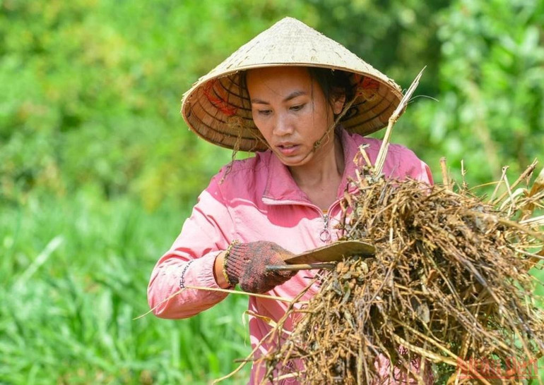 Không phải làm phiên dịch, kỹ sư cho công ty nước ngoài nay đây mai đó; mà chính những vất vả, nhọc nhằn như thế này - cùng với ước mơ canh tác nông nghiệp bền vững đã cho chị Hương hạnh phúc và giúp chị tìm được ý nghĩa của cuộc sống. Bài 4: Người đi tìm bình an trong màu xanh của rừng -0