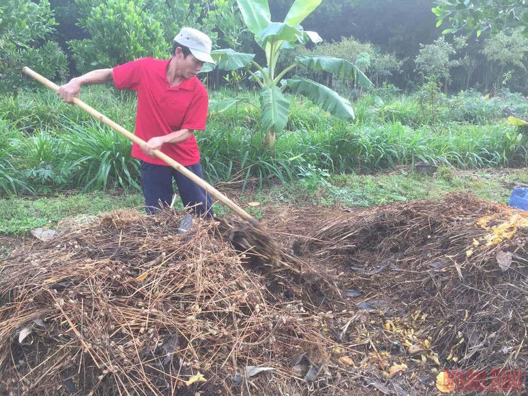 Công nhân của Senka chuẩn bị phân xanh ủ mục để trồng lạc. Bài 4: Người đi tìm bình an trong màu xanh của rừng -0