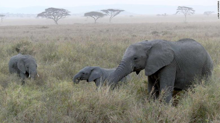 WWF: Hành tinh chúng ta đang phát tín hiệu đỏ -0
