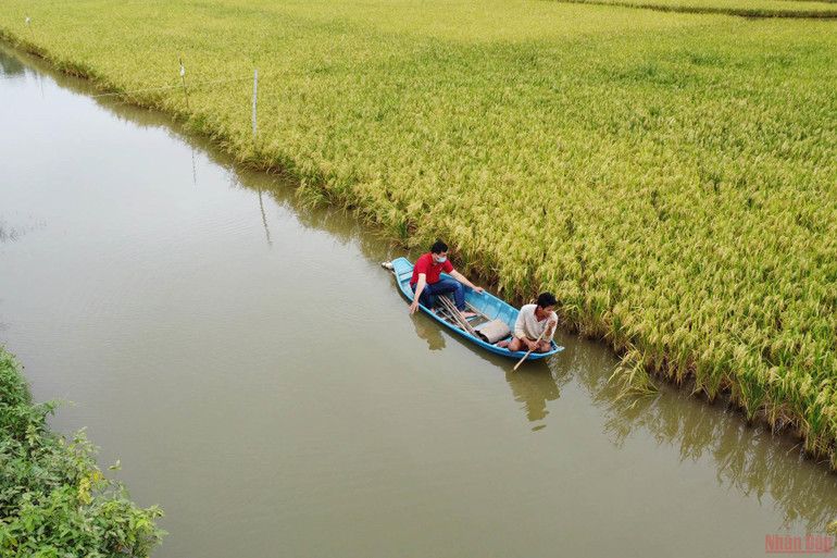 Mô hình sản xuất lúa hữu cơ kết hợp nuôi tôm càng xanh tại xã Đôn Xuân, huyện Duyên Hải. Bộ trưởng Lê Minh Hoan làm việc và thăm các doanh nghiệp, hợp tác xã tại tỉnh Trà Vinh -0