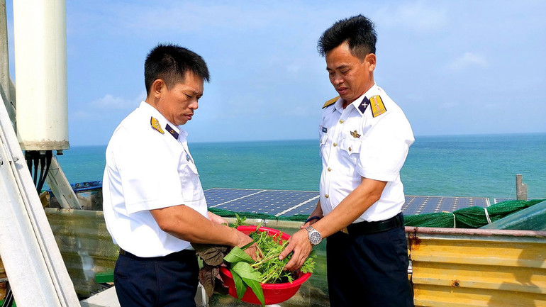 Hái rau nấu canh cho mâm cơm Tết. Những hình ảnh Tết đến với người lính trên nhà giàn DK1 -1