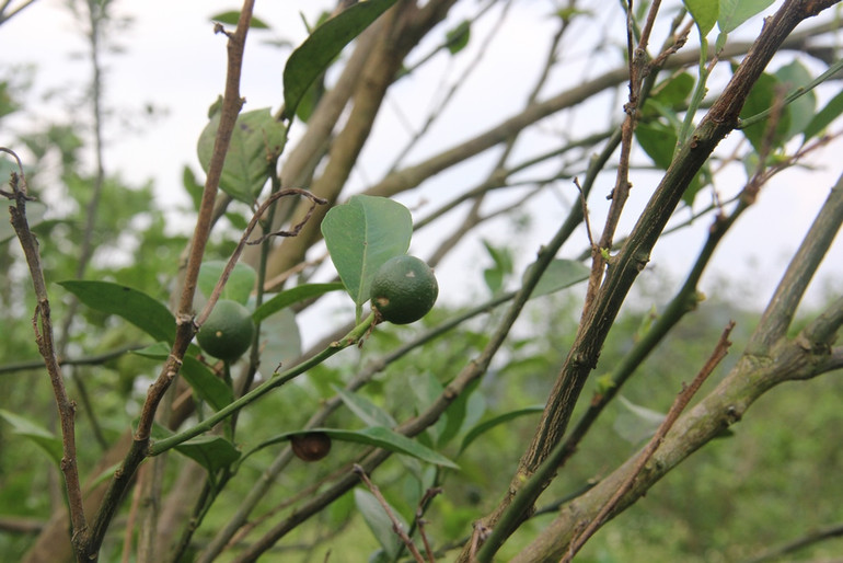 Bài 2: Cam sạch, mất sạch! -0