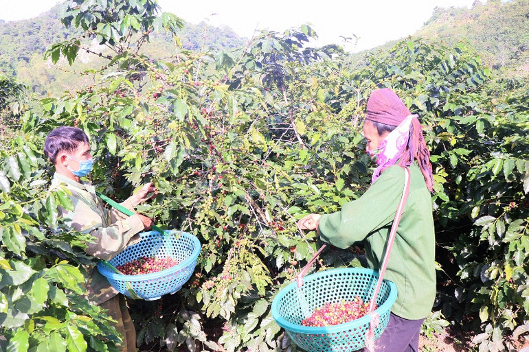 Phát triển bền vững cây cà-phê vùng Tây Bắc -0