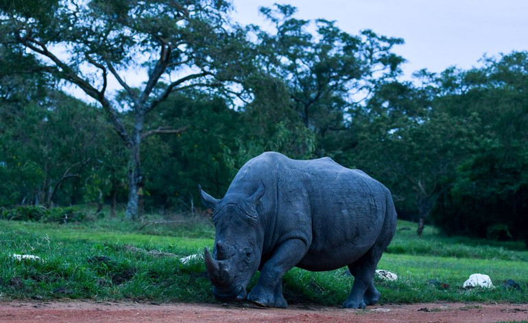 Một con tê giác trắng phương nam tại Khu bảo tồn tê giác Ziwa ở quận Kiryandongo, Uganda. Ảnh: Reuters. Nỗ lực bảo tồn quần thể tê giác của Uganda -0