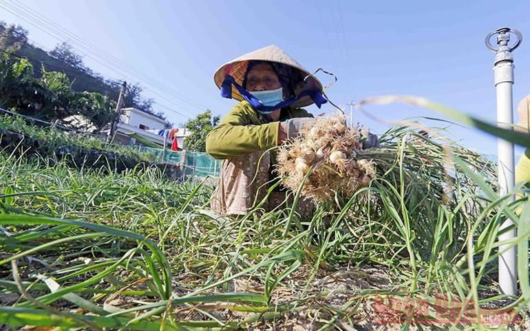 Lý Sơn – Thiên đường giữa biển khơi -0