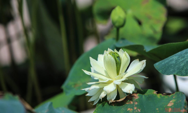 5_hoa_sen_ha_noi-1625144247791.jpeg