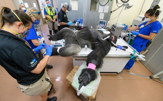 Phân tích gen cho thấy nhiều loài động vật dễ mắc Covid-19 -0