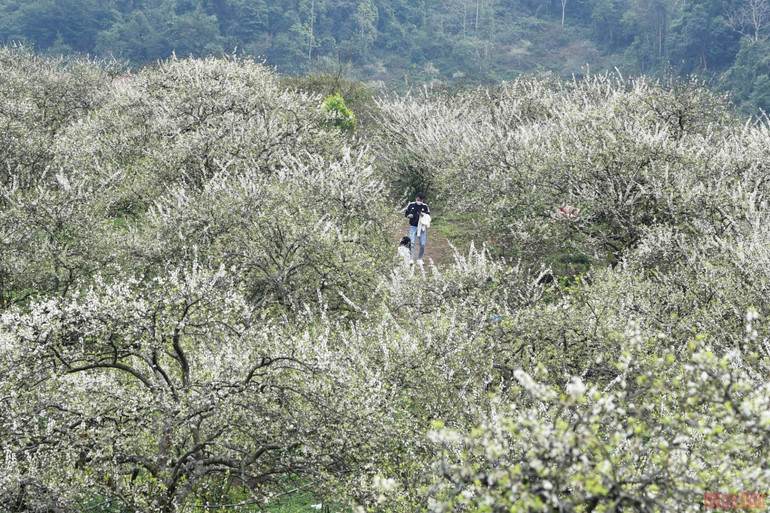 Ngất ngây mùa hoa mận trắng ở Mu Náu, Mộc Châu -0