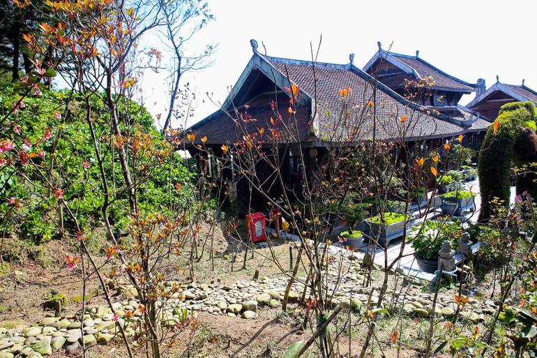 Hoa đào chuông bung nở, khoe sắc trên đỉnh núi Bà Nà -0