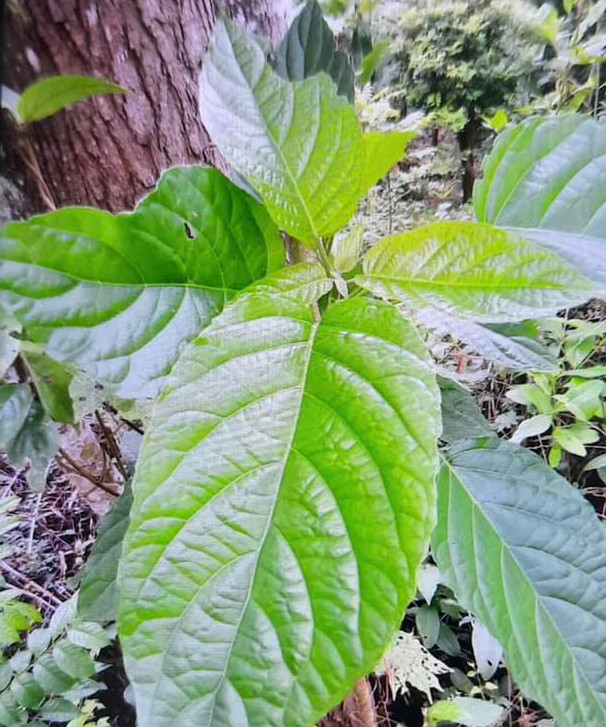 Cảnh báo tình trạng ngộ độc lá du mại -0