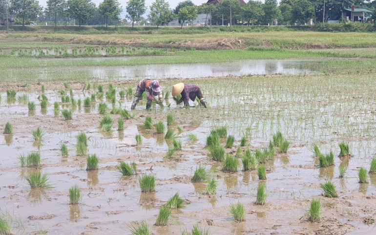 Thu hoạch đến đâu, bà con ở Long Xá (Hưng Nguyên) tranh thủ làm đất, cấy ngay đến đó. A2-1622354252425.jpg