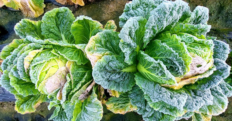 Băng giá xuất hiện giữa mùa thu ở Hàn Quốc -0