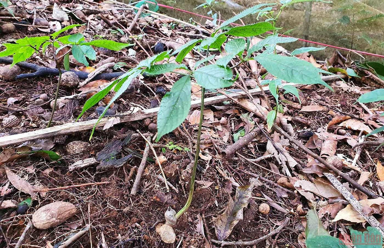 Khám phá mùa trồng mới “quốc bảo” sâm Ngọc Linh -0