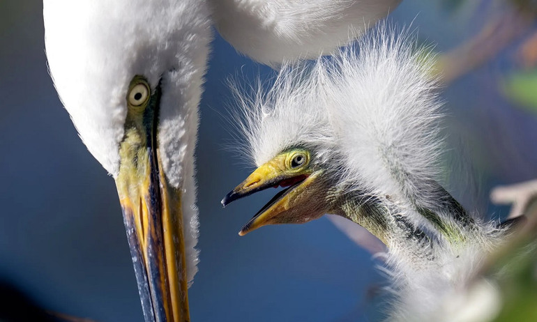 Những bức ảnh ấn tượng về động vật hoang dã -0