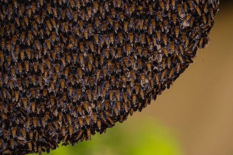 Những bức ảnh ấn tượng về động vật hoang dã -0