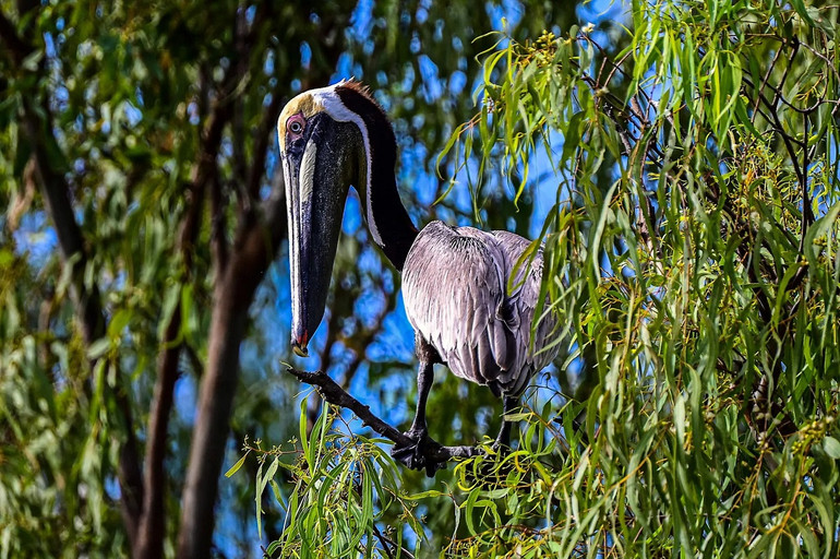 Những bức ảnh ấn tượng về động vật hoang dã -0