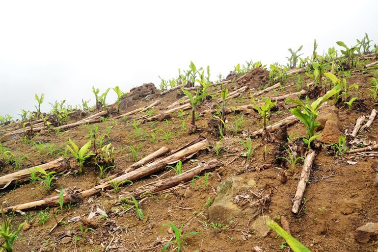Hàng trăm ha chuối xuất khẩu ở Lào Cai chết lụi, thiệt hại nặng nề -0