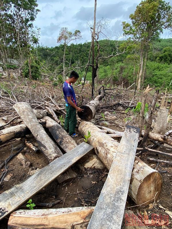 Cần điều tra vụ phá rừng phòng hộ quy mô lớn ở Phú Yên -0