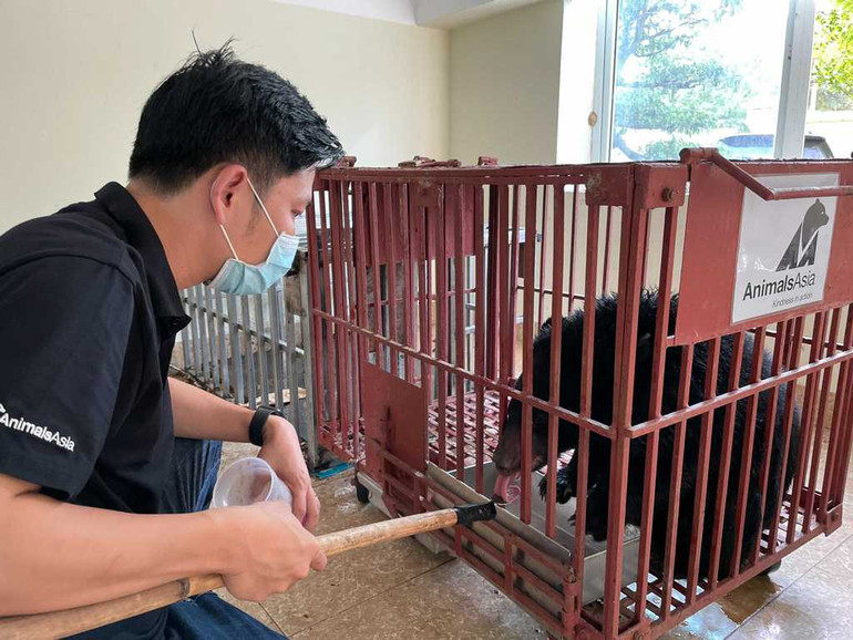 Cứu hộ cá thể gấu ngựa từ Điện Biên -0