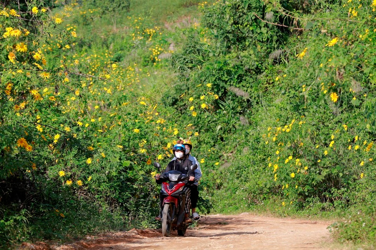 Dã quỳ “nhuộm” vàng khắp núi rừng Tây Bắc -0