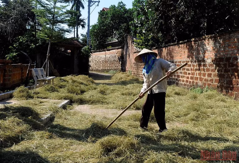 Đường làng vàng óng rơm quê -0