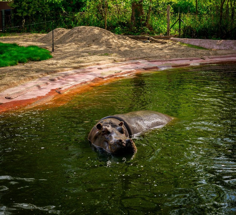 Hai con hà mã trong vườn thú Bỉ dương tính với Covid-19 -0
