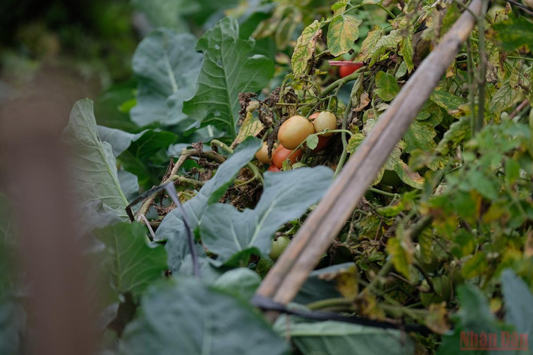 Nông dân Hà Nội “mặc áo”, rửa sương cho rau xanh chống -0