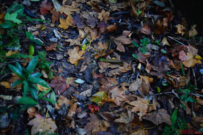 Theo dấu chân đoàn quân Tây Tiến, chinh phục đỉnh Pha Luông mùa lá phong -0