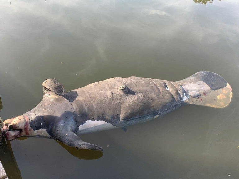 Lợn biển ở Florida lập kỷ lục tử vong vì đói trong 6 tháng qua -0