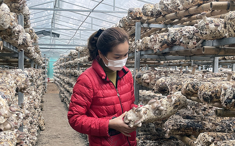 Tạo môi trường thể chế thuận lợi phát triển hợp tác xã -0