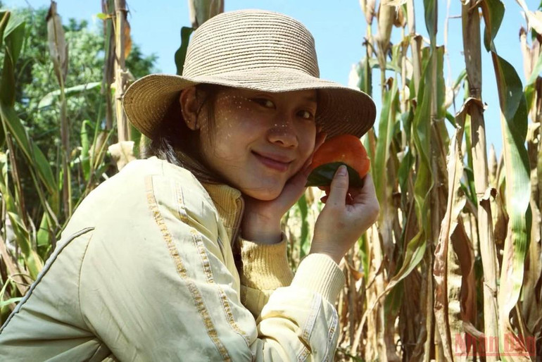 Hoàng Phượng cùng bà con bản Nùng nâng giá trị cây ngô. Bài ca của Đất -0
