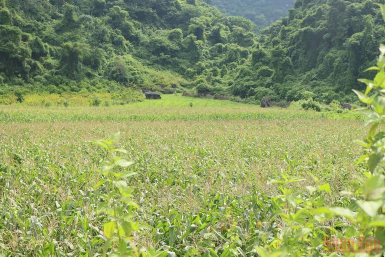Cây ngô, bắp ngô là hình ảnh đã gắn bó bao đời với người Nùng ở Hữu Lũng. Bài ca của Đất -0